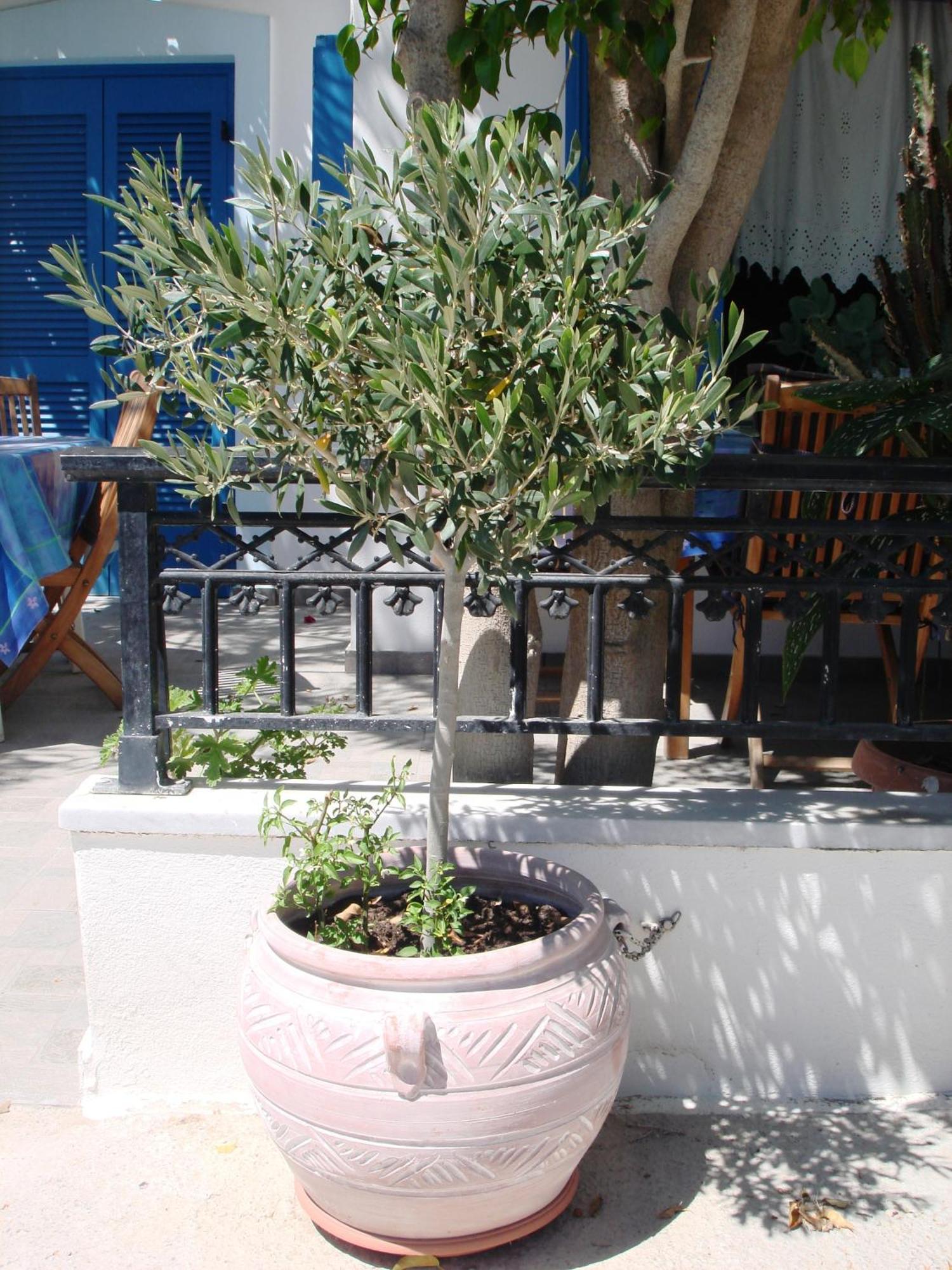 Valetta Inn Naxos City Εξωτερικό φωτογραφία